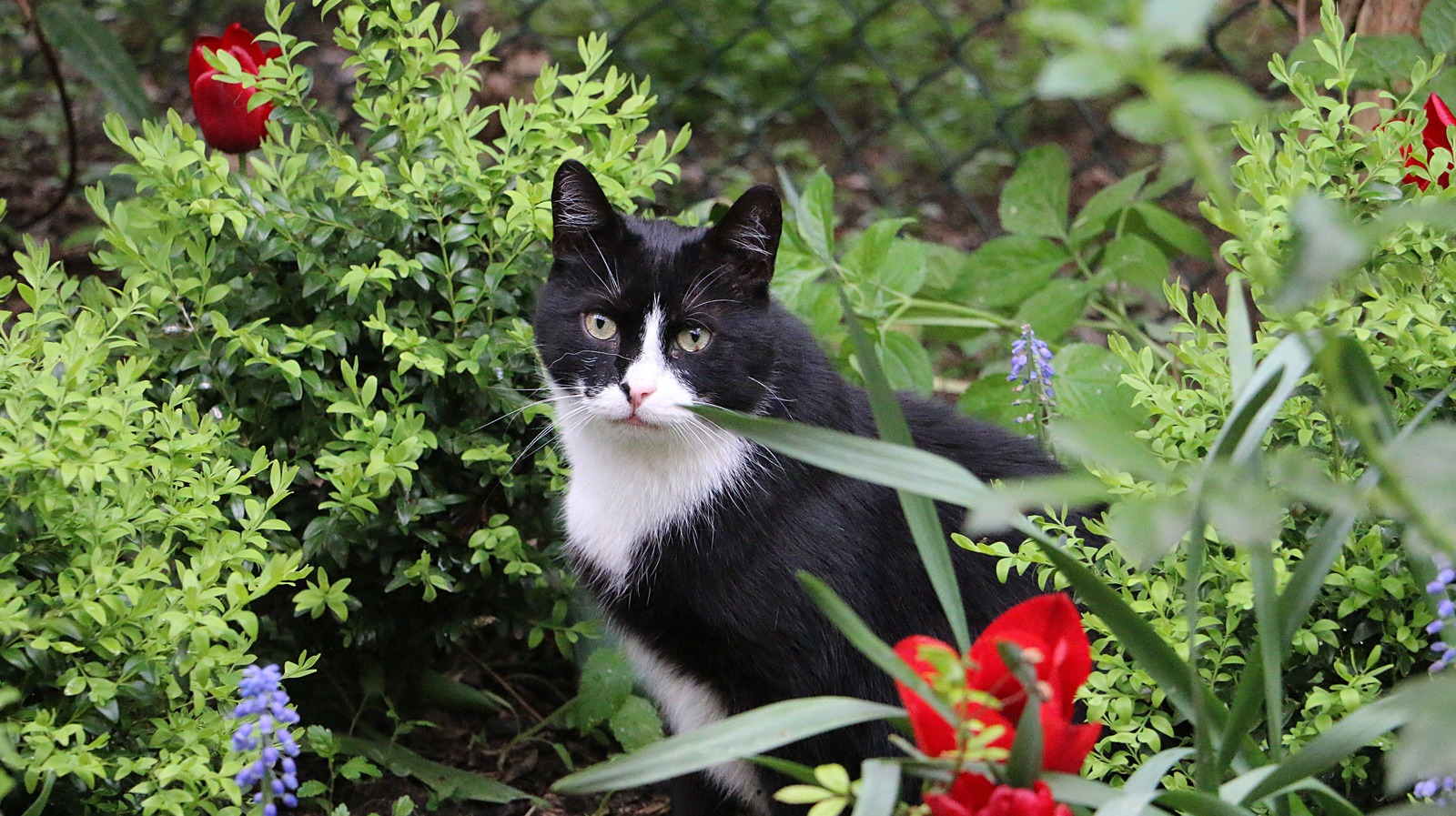 can-you-keep-stray-cats-out-of-your-garden-with-a-handy-aluminum-foil-hack