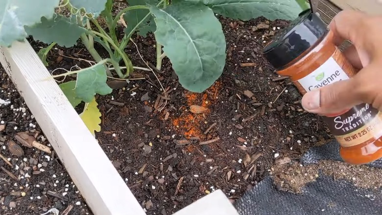 Man applying cayenne pepper around plants