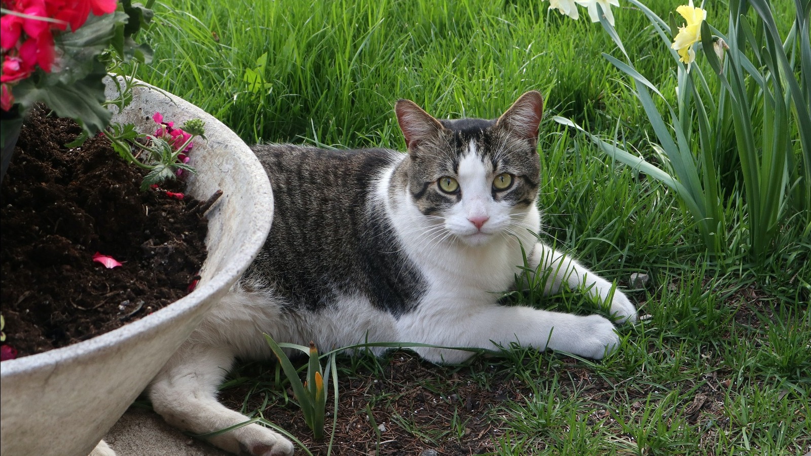 Keep Stray Cats Out Of Your Garden With An Unexpected Kitchen Ingredient