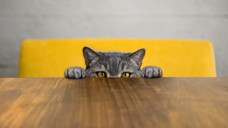 Cat peering over table