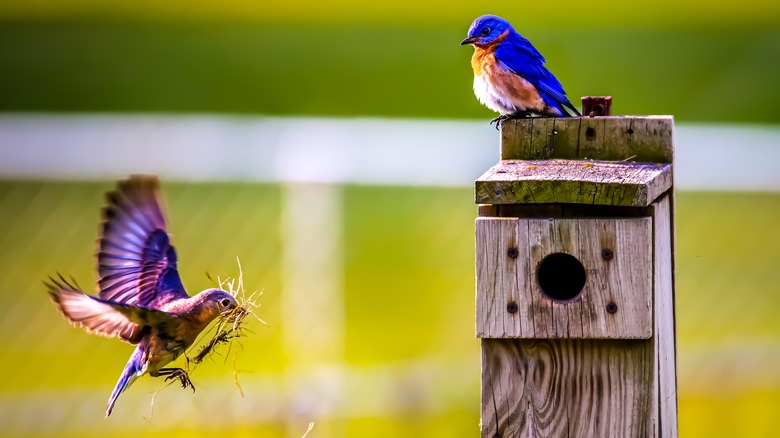 Bird flying with nesting materials