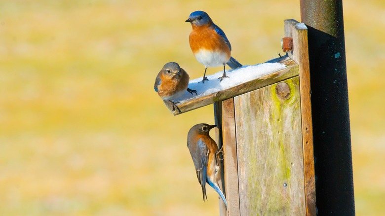 Bluebirds on a nesting box