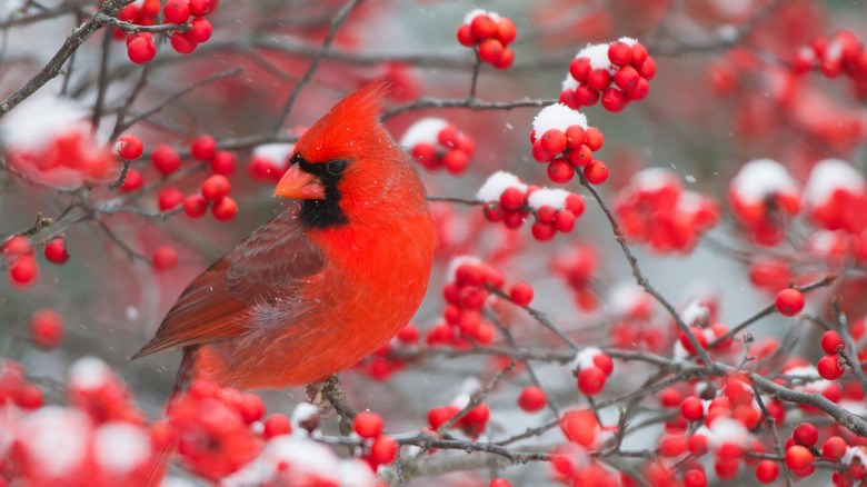 cardinal in winterberry