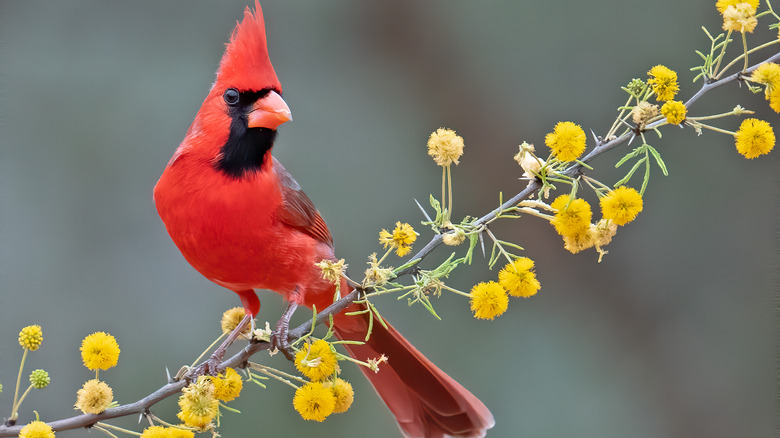 cardinal on yellow flowering branch