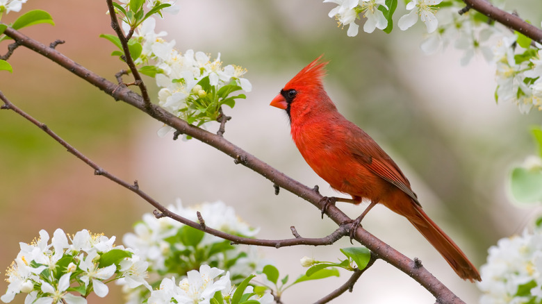 cardinal in flowering tree