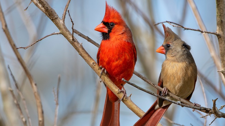 male and female cardinal