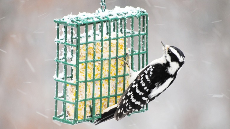 Woodpecker eating from a suet cake in a suet feeder in the snow