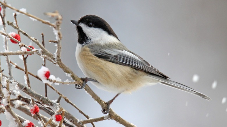 Black-capped Chickadee on a twig with berries dappled by snow