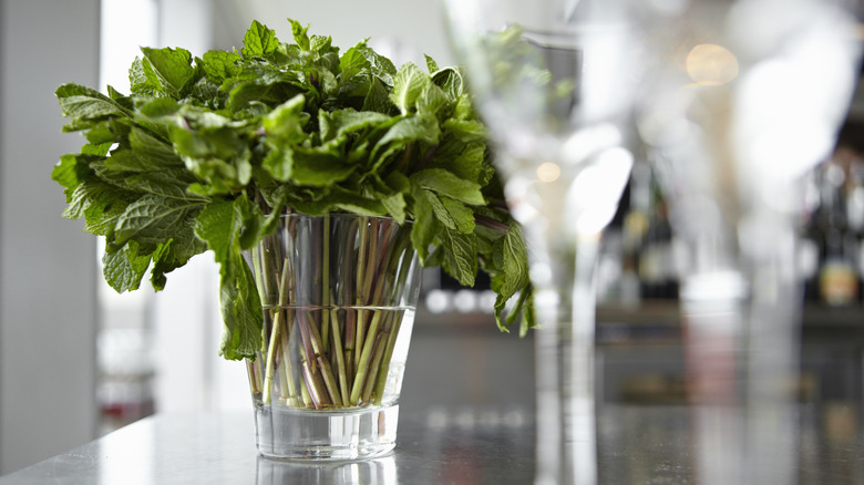 Sprigs of mint in kitchen