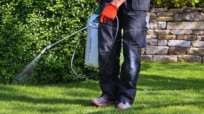 spraying grass with portable sprayer