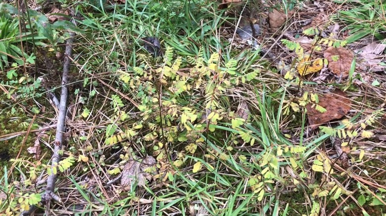 yellowing chamberbitter after herbicide application