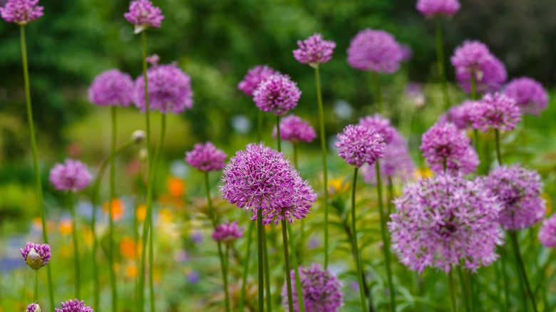 Purple ornamental alliums