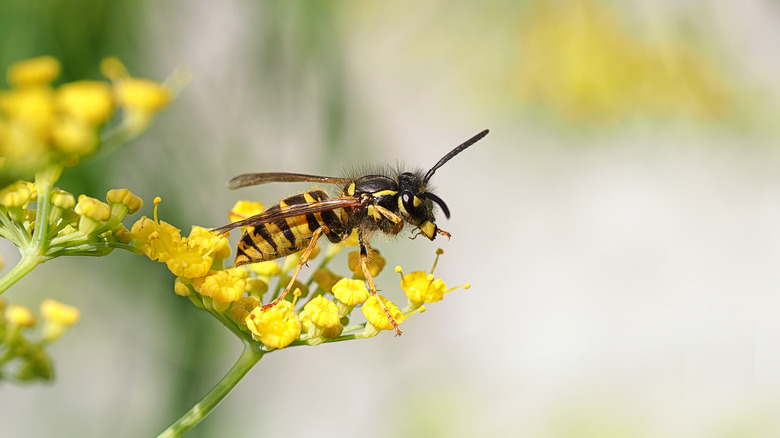 wasp on flower