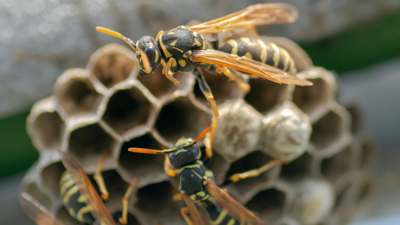 wasps on nest 