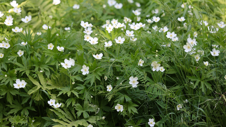 Meadow anemone in bloom showing the pretty white buttercup-like flowers