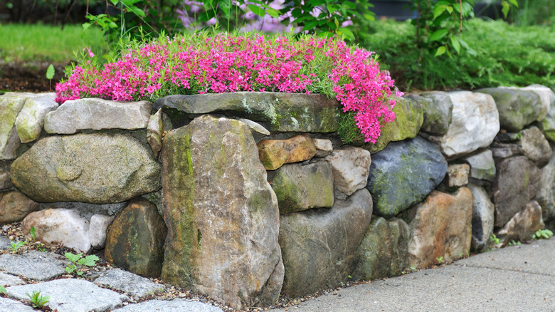 Creeping phlox on stone wall