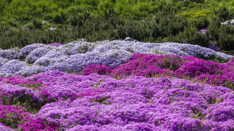 Patches of creeping phlox