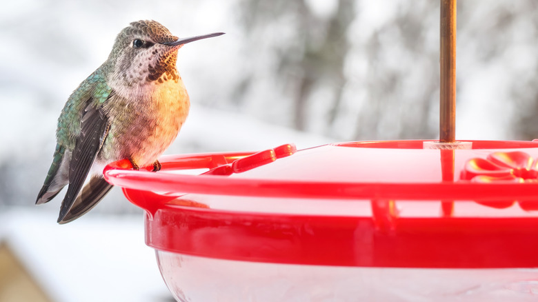 hummingbird on feeder in winter