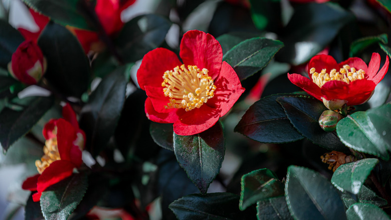 red Japanese camellia flowers