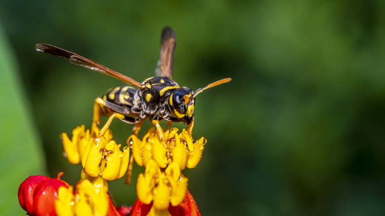 yellowjackets wasp in garden