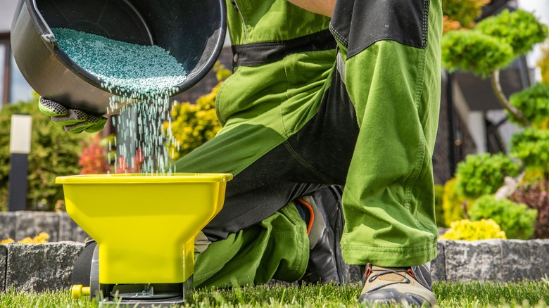 gardener pouring granular fertilizer