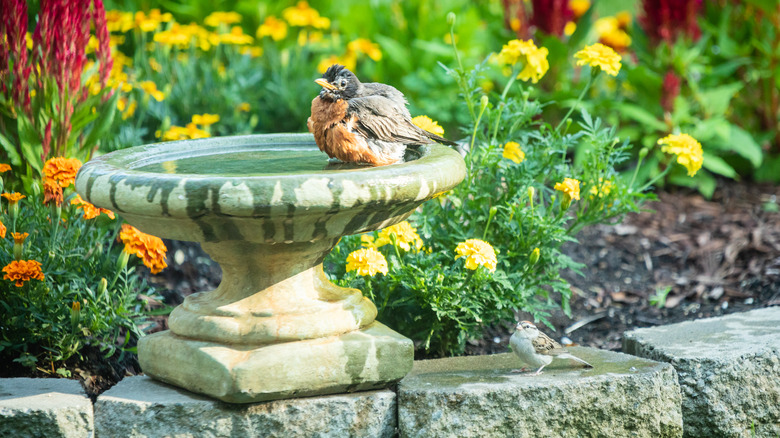 bird in bird bath