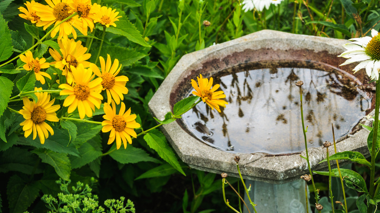 birdbath surrounded by flowers