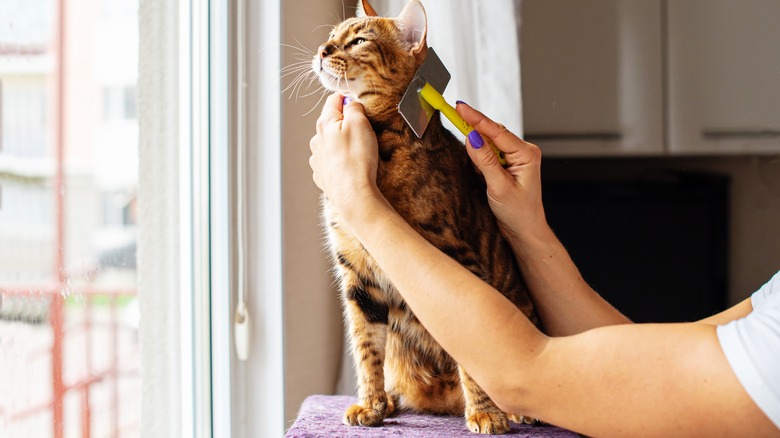 person grooming their cat