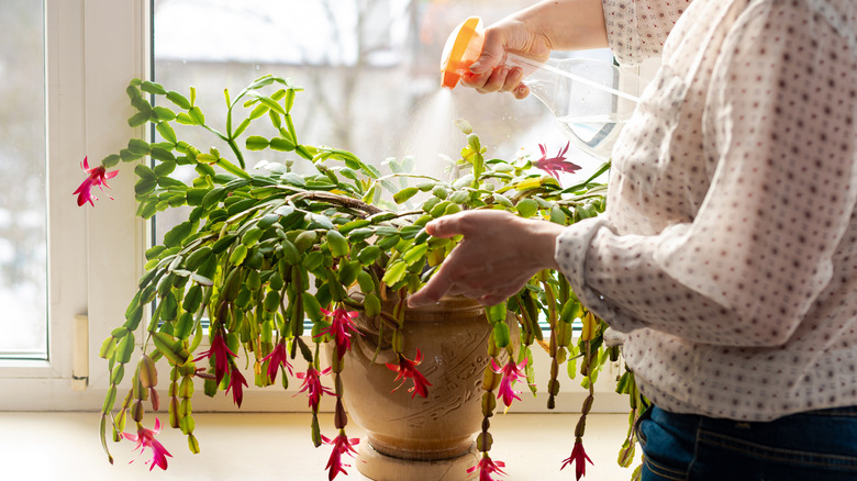 person watering Christmas cactus