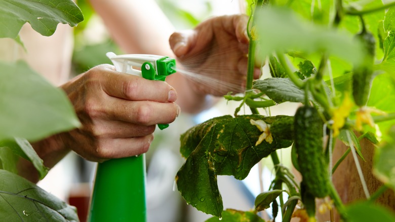 Person spraying plants with spray bottle