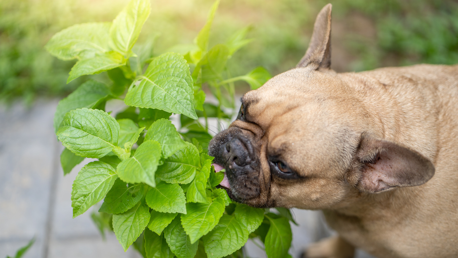 Will vinegar deter clearance dogs