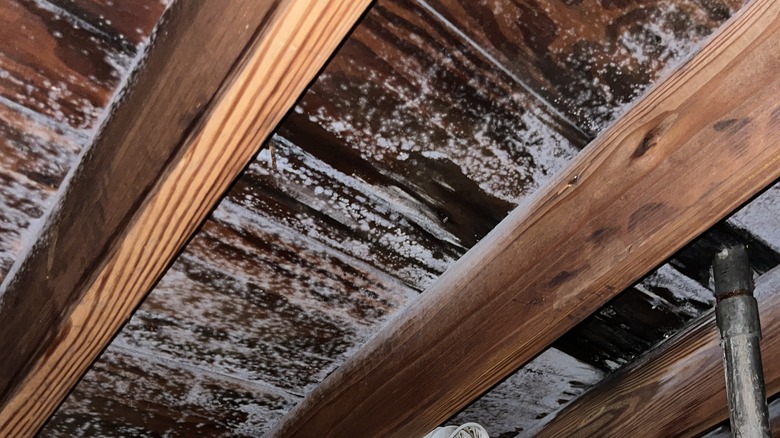 mold on wood joists