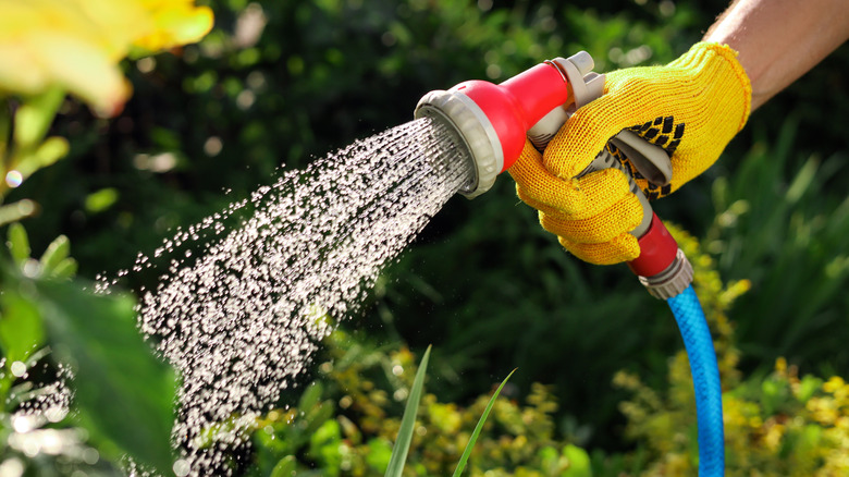 Gloved hand watering garden with hose and attached sprayer