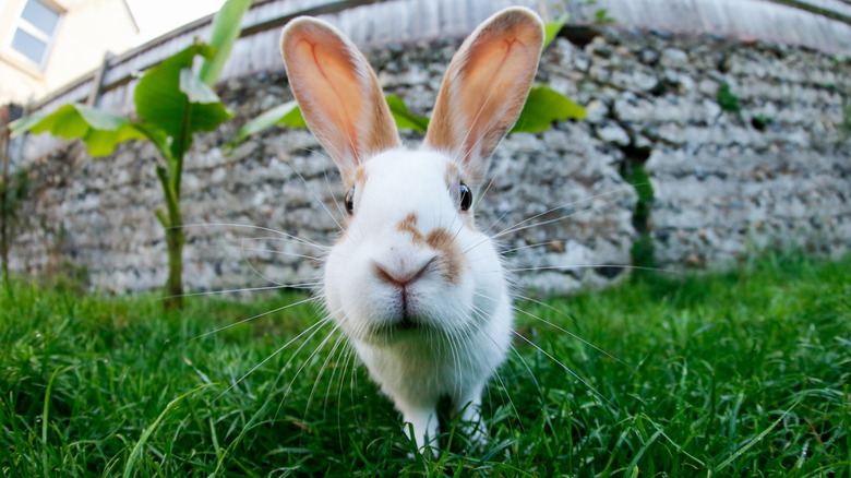 Rabbit sniffing a camera in a yard