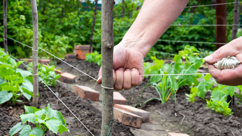 person using twine in garden