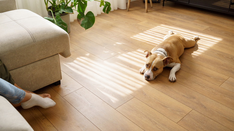 hardwood floors kept in good shape