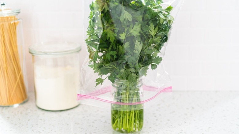 parsley in jar with plastic bag