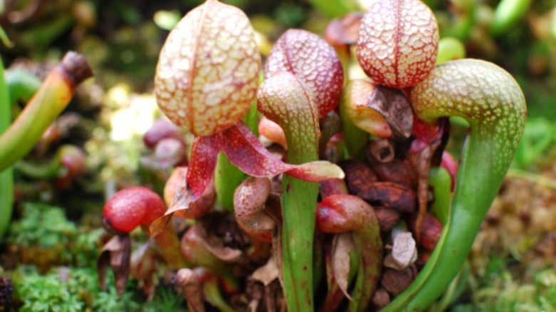 California pitcher plant 