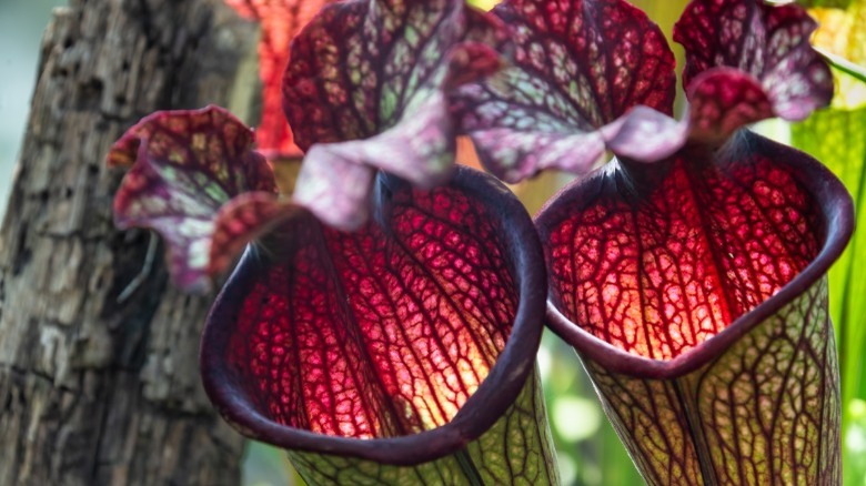 Red variety of pitcher plant 