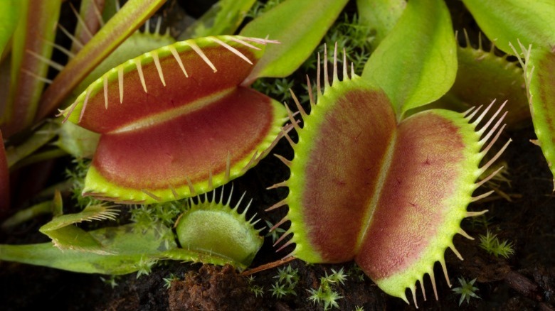 Venus flytrap plant 