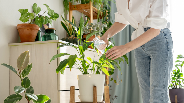 A person watering plants indoors near a space with natural lighting