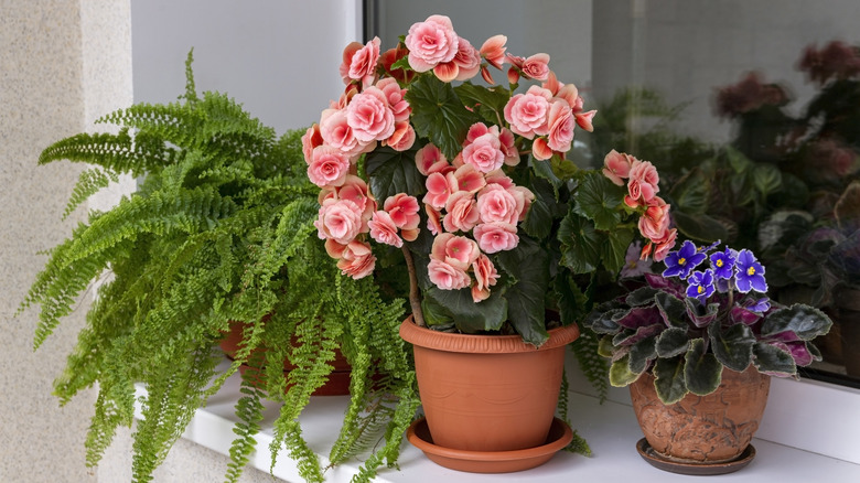 A brightly blooming pink begonia on windowsill between two other potted plants