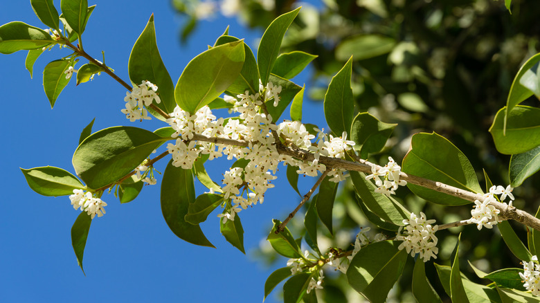 sweet olive tree