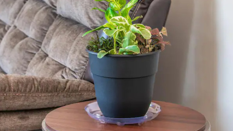 plastic saucer under plant pot