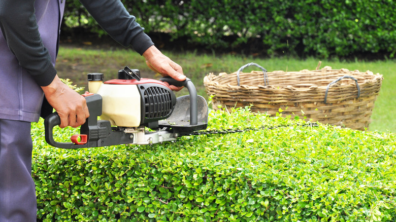 man pruning shrubbery