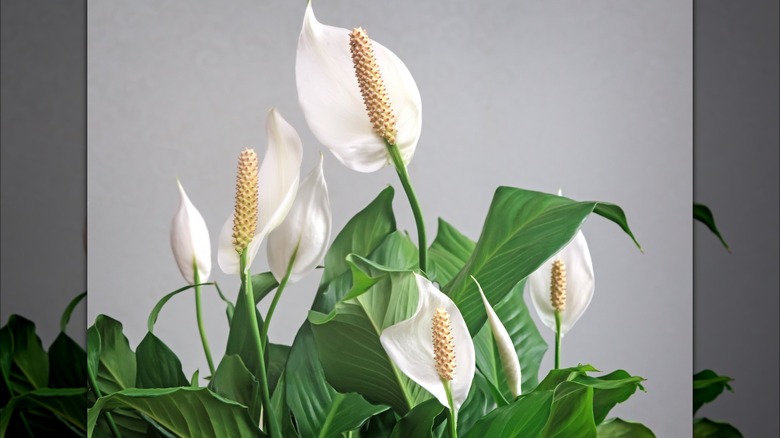 Peace lily flowers