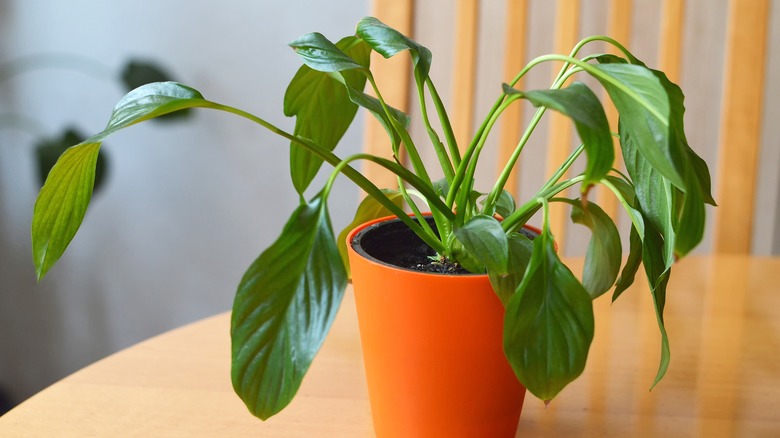 Drooping peace lily leaves