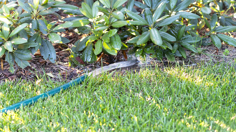 A rhododendron bush in the ground being thoroughly watered with a hose.