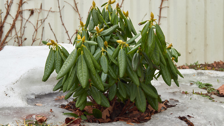 Small rhododendron shrub with drooping leaves surrounded by a melting circle of snow.