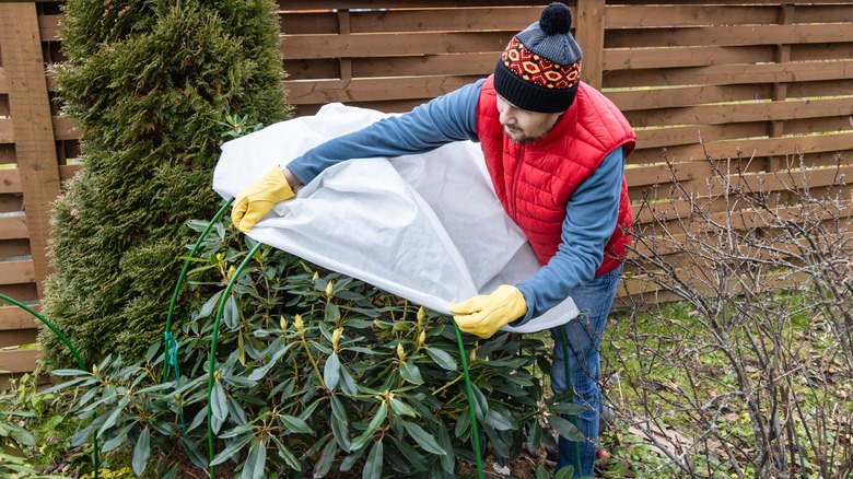 Man in winter clothes covers a rhododendron that's growing next to a house.